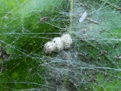 Arachnida