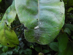 Arachnida