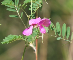 Tephrosia shiluwanensis