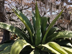 Agave scaposa
