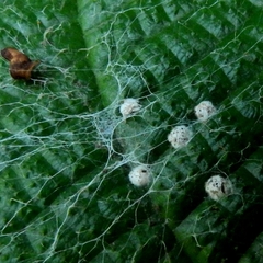 Arachnida