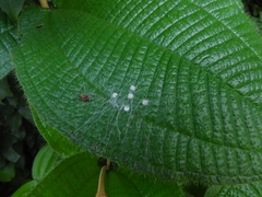 Arachnida