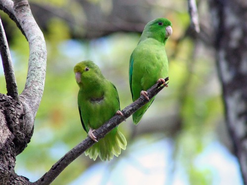 Green-rumped Parrotlet
