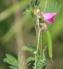 Tephrosia shiluwanensis