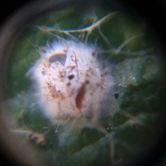 Arachnida