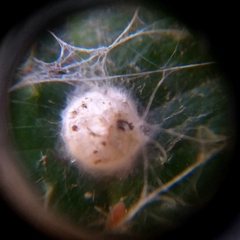 Arachnida