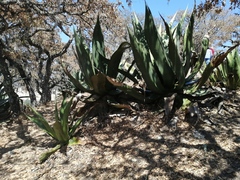 Agave scaposa