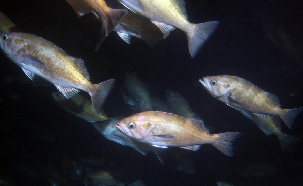 Photo of a Widow Rockfish