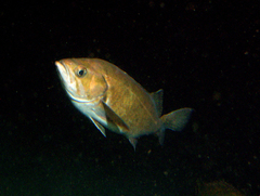 Widow Rockfish photo 2