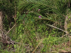 Tephrosia shiluwanensis