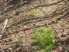 Junco
