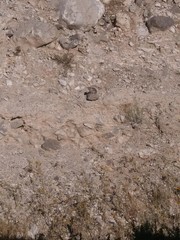 Ammospermophilus interpres