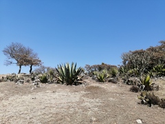 Agave scaposa