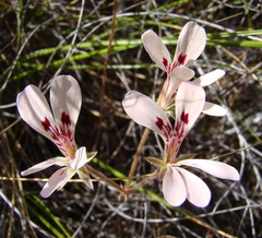 Pelargonium pinnatum