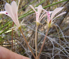 Pelargonium pinnatum