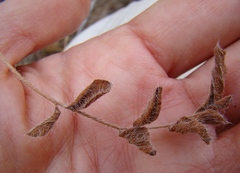 Pelargonium pinnatum