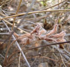 Pelargonium pinnatum