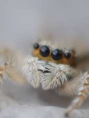 Menemerus bivittatus