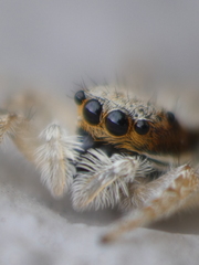 Menemerus bivittatus