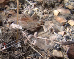 Pelargonium pinnatum