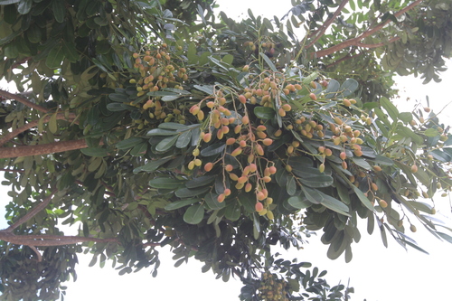 Image of Simarouba amara by (c) Brian Oakes Haiti Hunter, some rights reserved (CC BY)