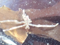 Ammothea hilgendorfi