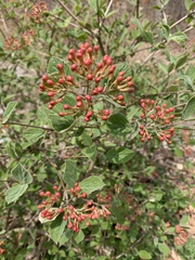 Viburnum carlesii