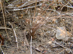 Pelargonium pinnatum