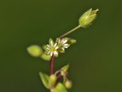Stellaria ruderalis