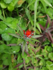 Castilleja fissifolia
