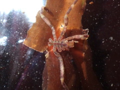 Ammothea hilgendorfi