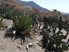 Agave scaposa