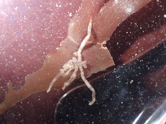 Ammothea hilgendorfi