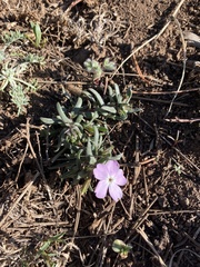 Phlox woodhousei