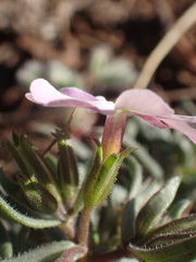 Phlox woodhousei