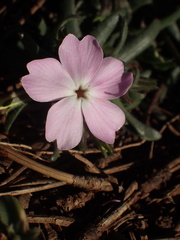 Phlox woodhousei