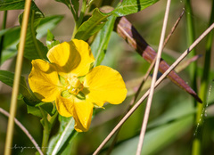 Ludwigia elegans