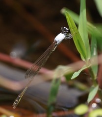 Agriocnemis femina