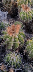 Ferocactus flavovirens