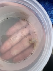 Pentamera pulcherrima