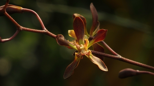 Encyclia parviflora, photograph 1