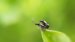 Phyllotreta variipennis