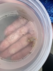 Pentamera pulcherrima