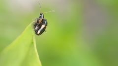 Phyllotreta variipennis