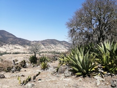 Agave scaposa