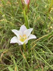 Zephyranthes simpsonii