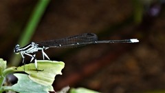 Pseudocopera ciliata
