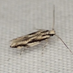 Melanocinclis lineigera