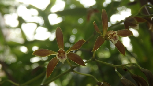 Encyclia candollei, photograph 4