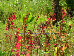 Chenopodium formosanum
